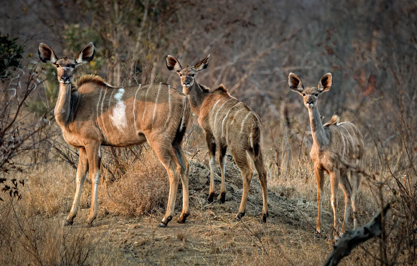 Photo wallpaper morning, family, Africa, antelope, South