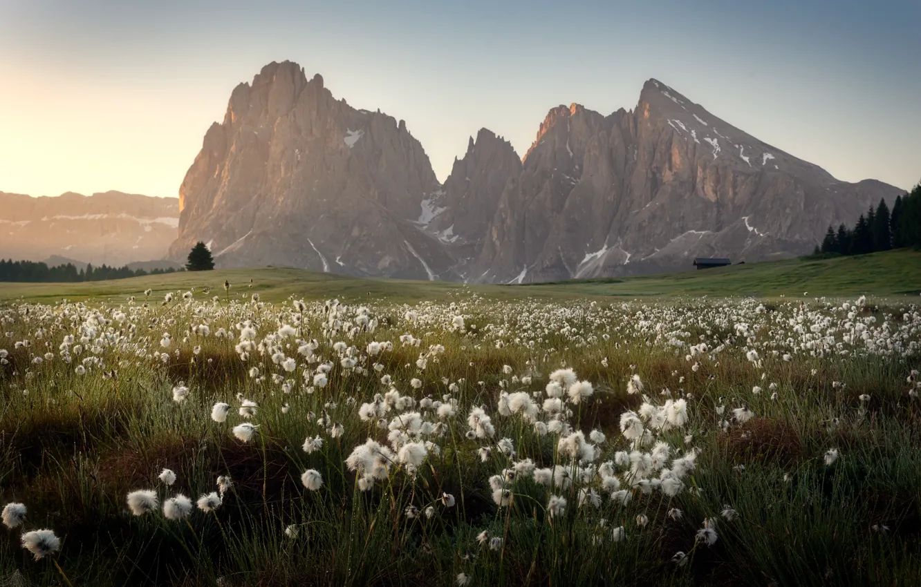 Photo wallpaper Alps, meadow, cotton