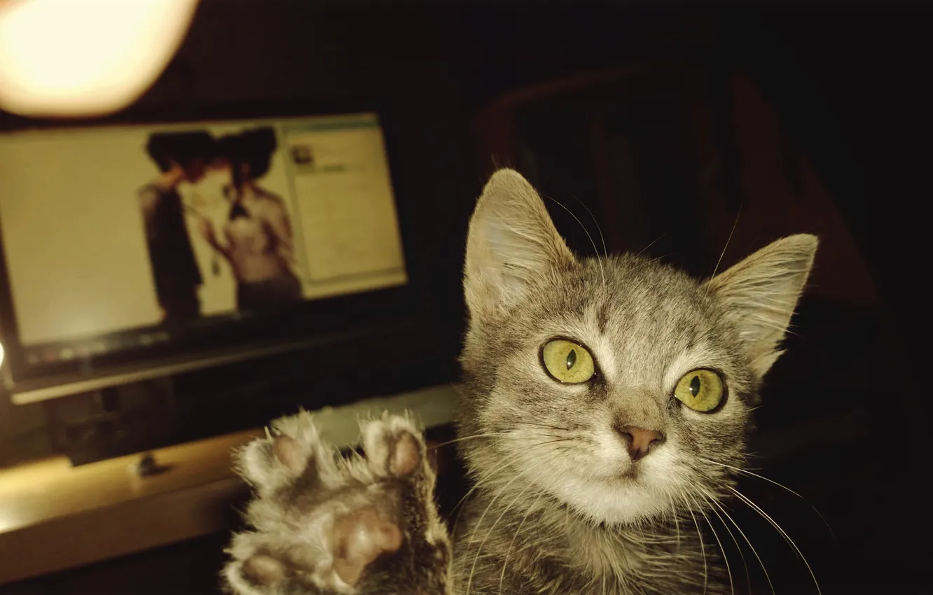 Photo wallpaper kitty, grey cat, cat HD