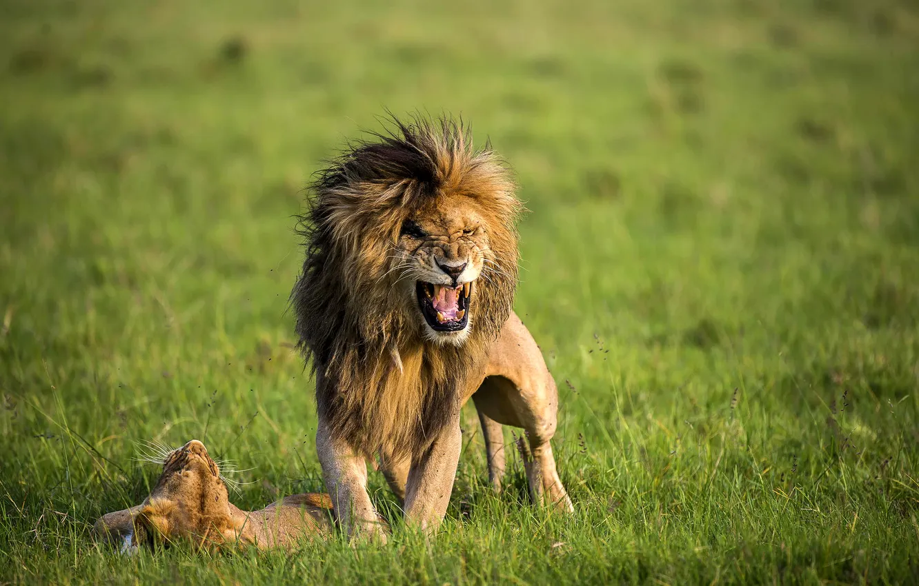 Photo wallpaper grass, nature, predator, Leo, mouth, pair, mane, lioness