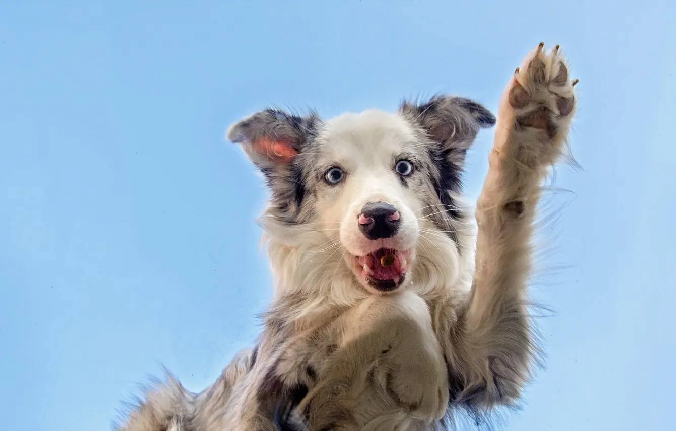 Photo wallpaper look, each, dog