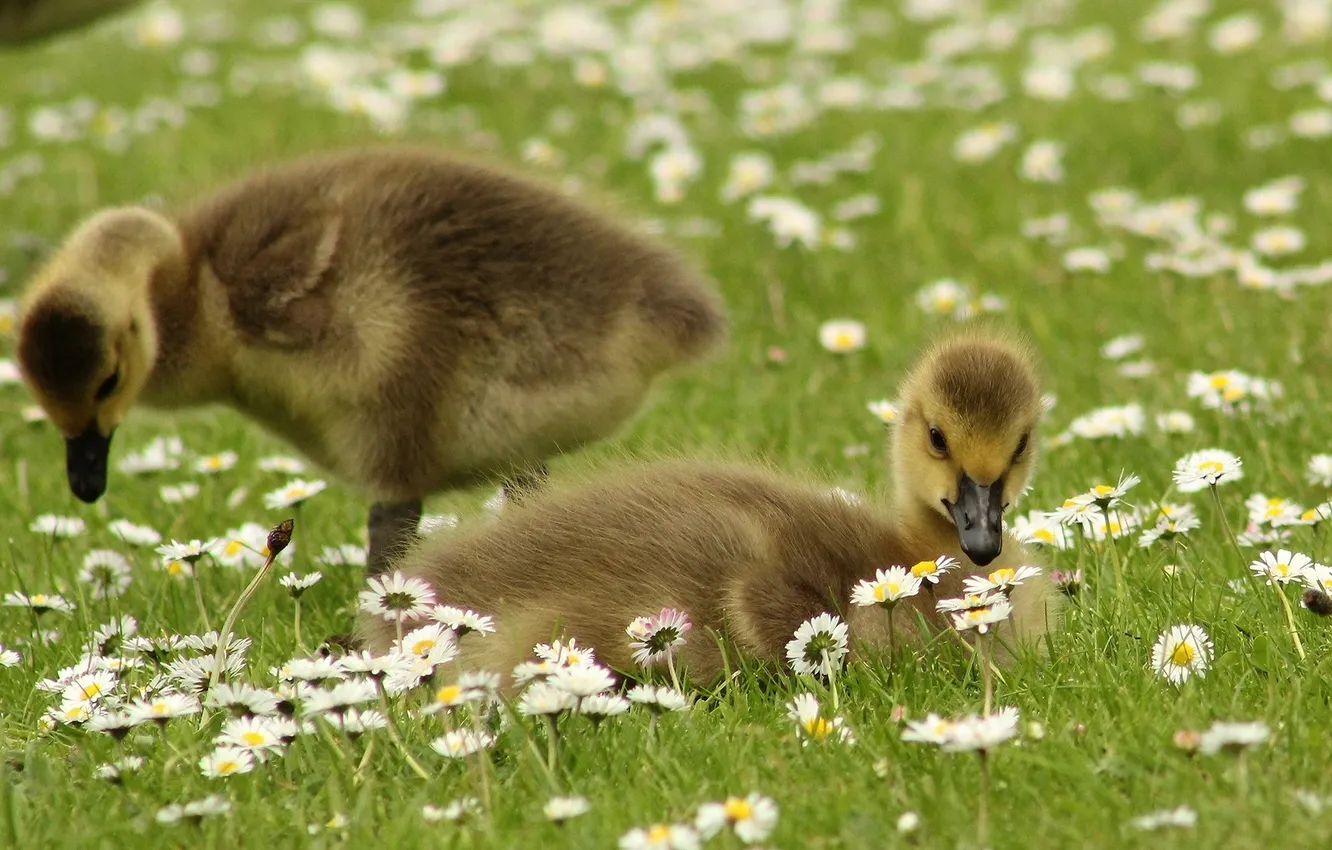 Photo wallpaper chamomile, weed, flowers, little ducklings