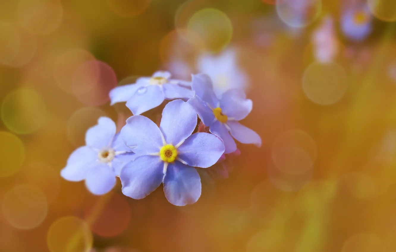 Photo wallpaper flower, blue, blooming