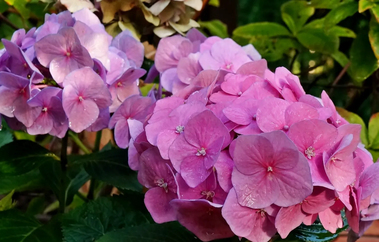 Photo wallpaper flower, blooming, hydrangeas