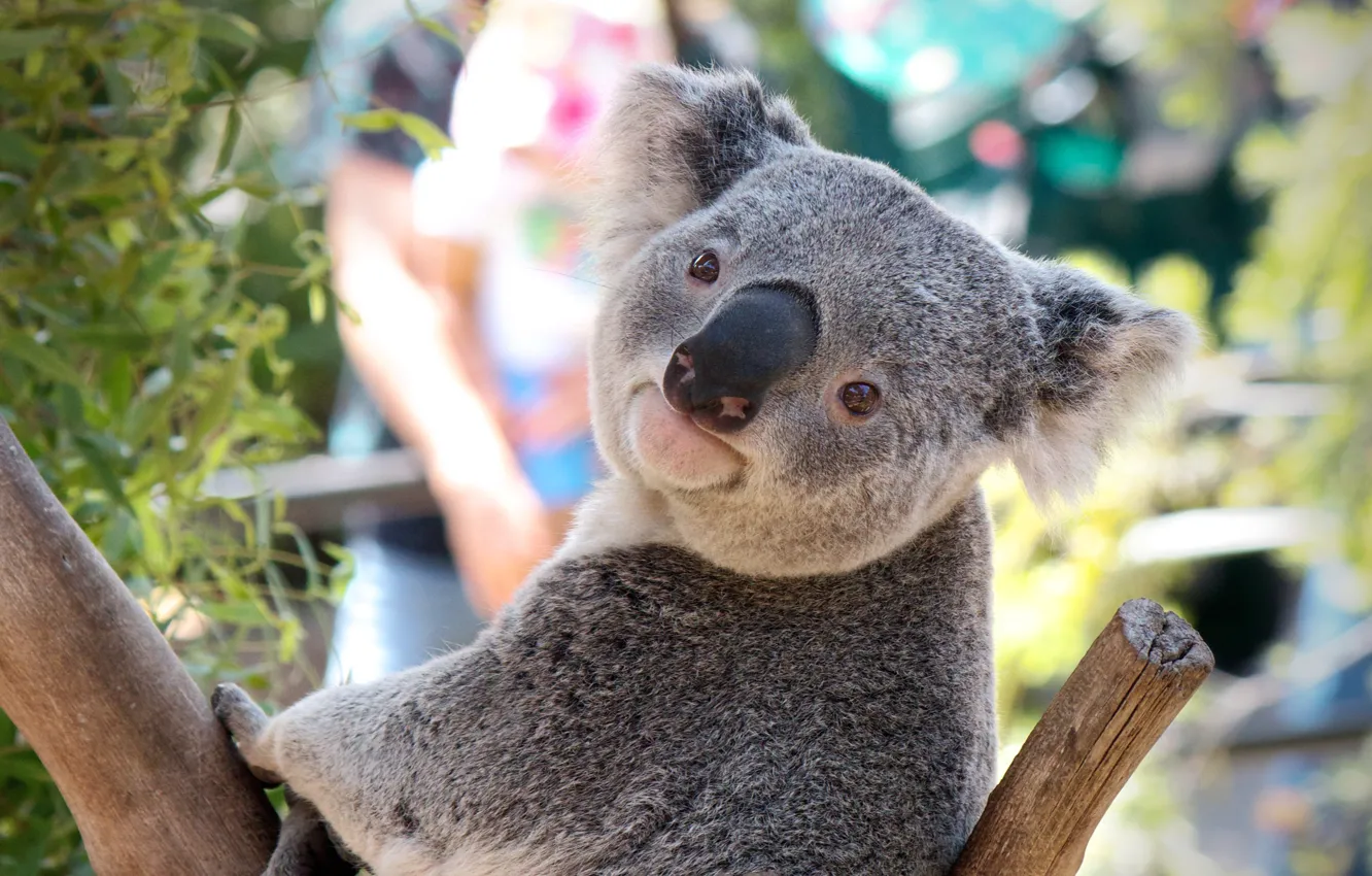 Photo wallpaper tree, Australia, pose, Koala