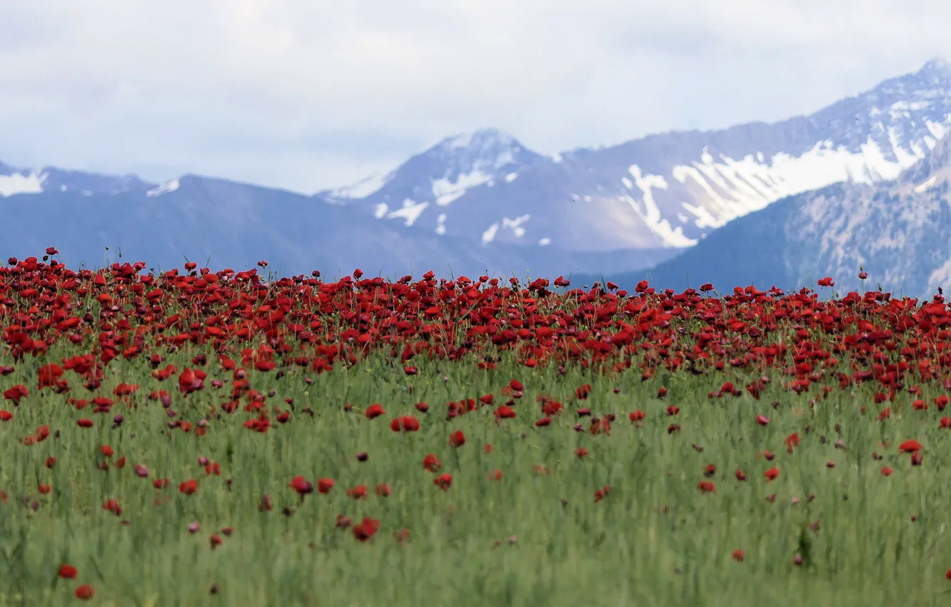 Photo wallpaper mountains, Maki, poppy field, snowy peaks