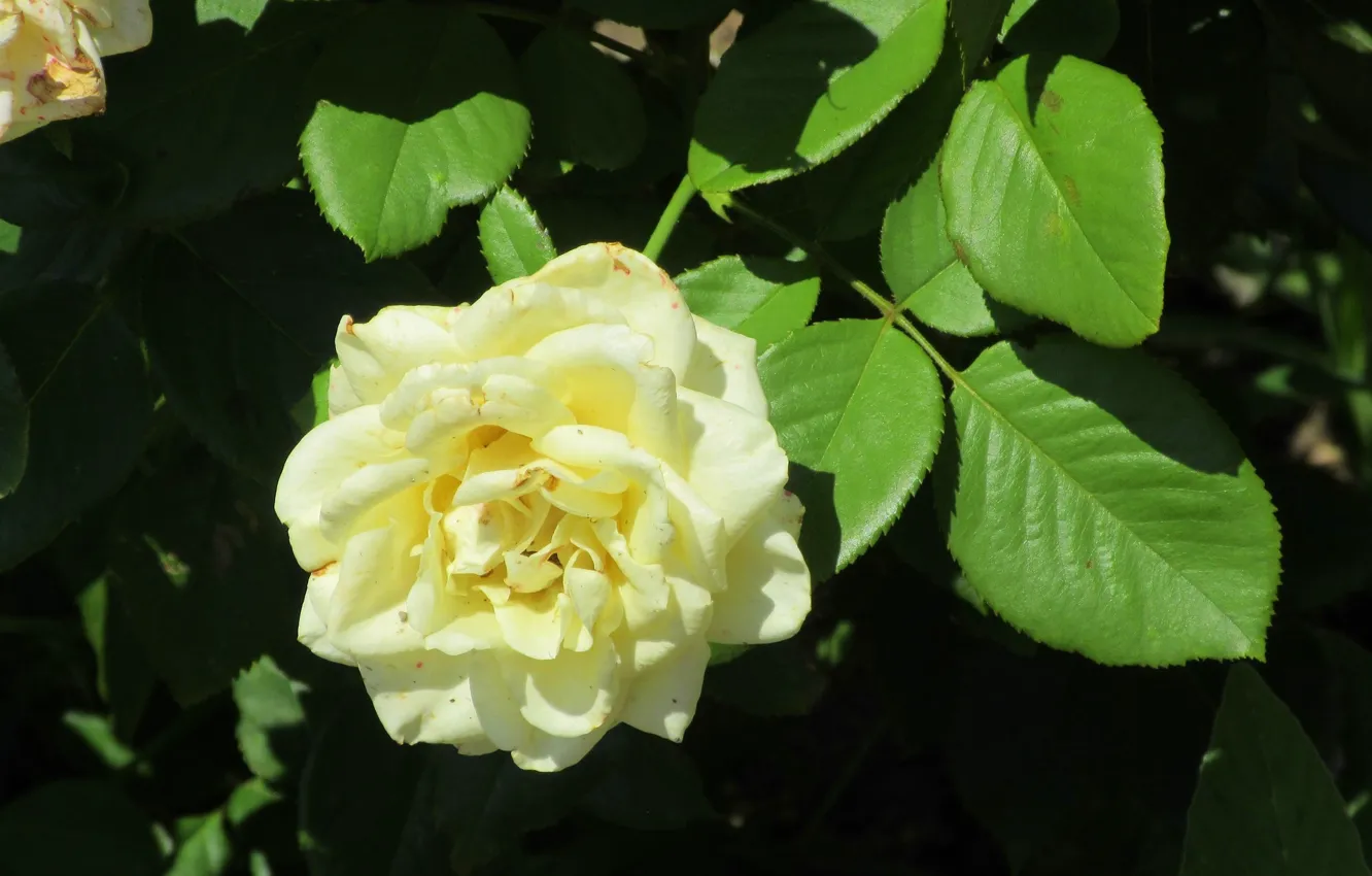 Photo wallpaper flower, Bush, petals, white rose, Meduzanol ©, summer 2018