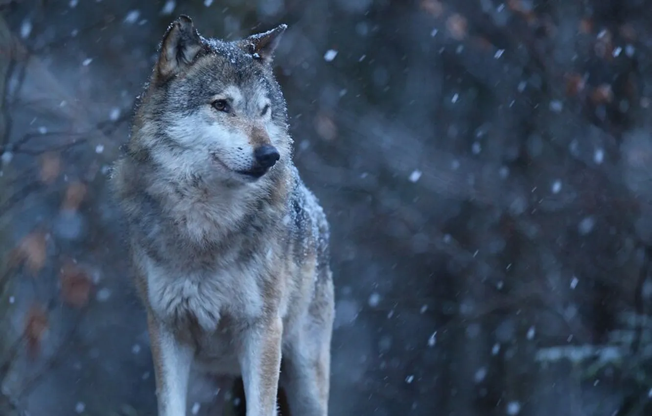 Photo wallpaper Predator, nature, snow, face, animal, wolf, canis lupus, wildlife