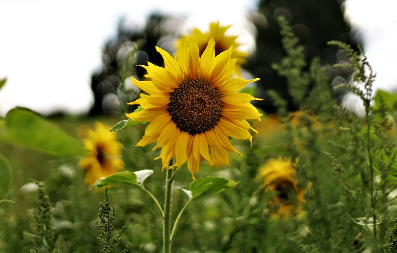 Photo wallpaper field, flower, summer, yellow, one, sunflower, bokeh