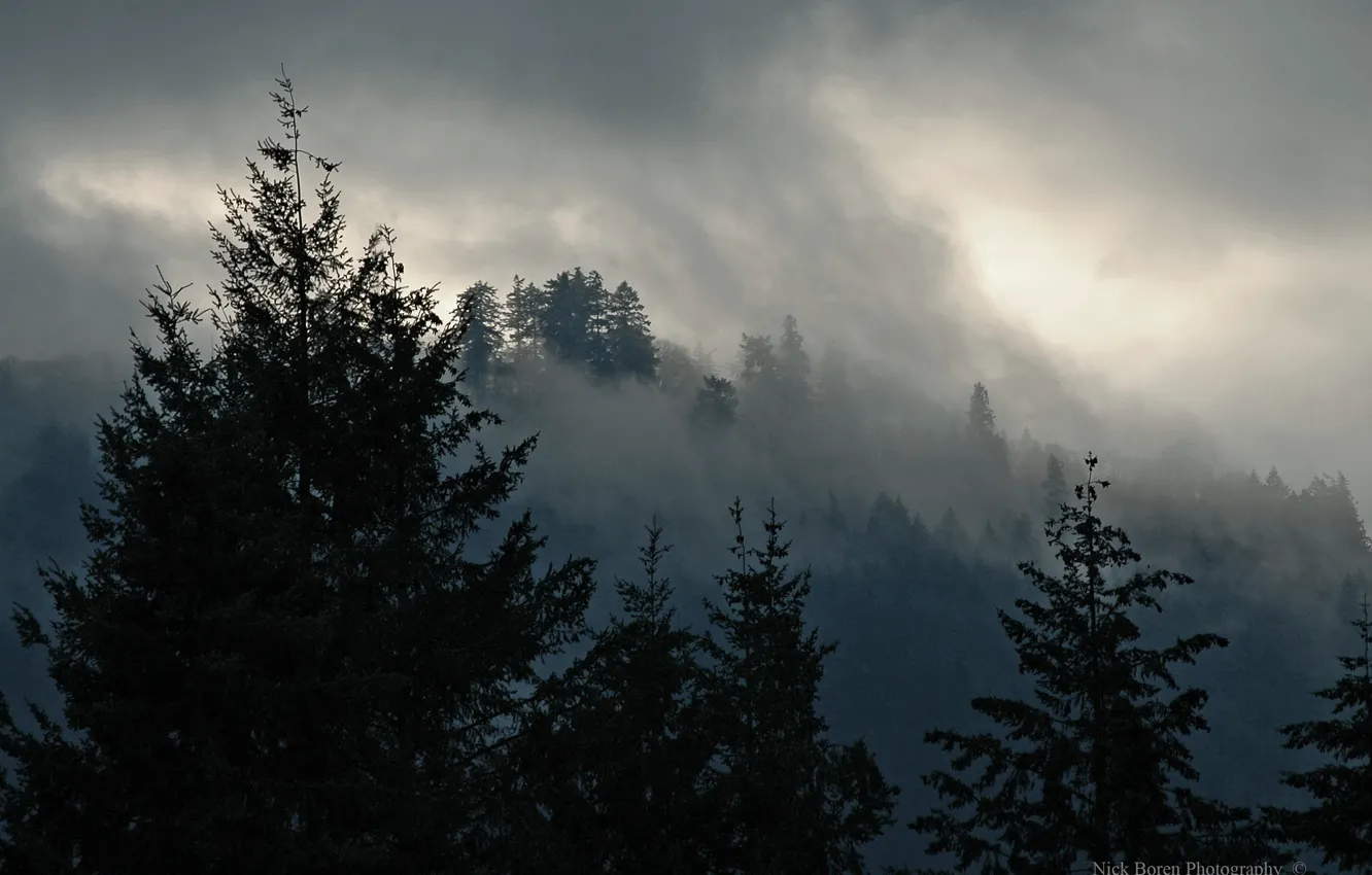 Photo wallpaper forest, trees, nature, fog