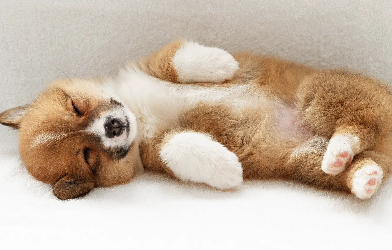 Photo wallpaper sleep, legs, puppy