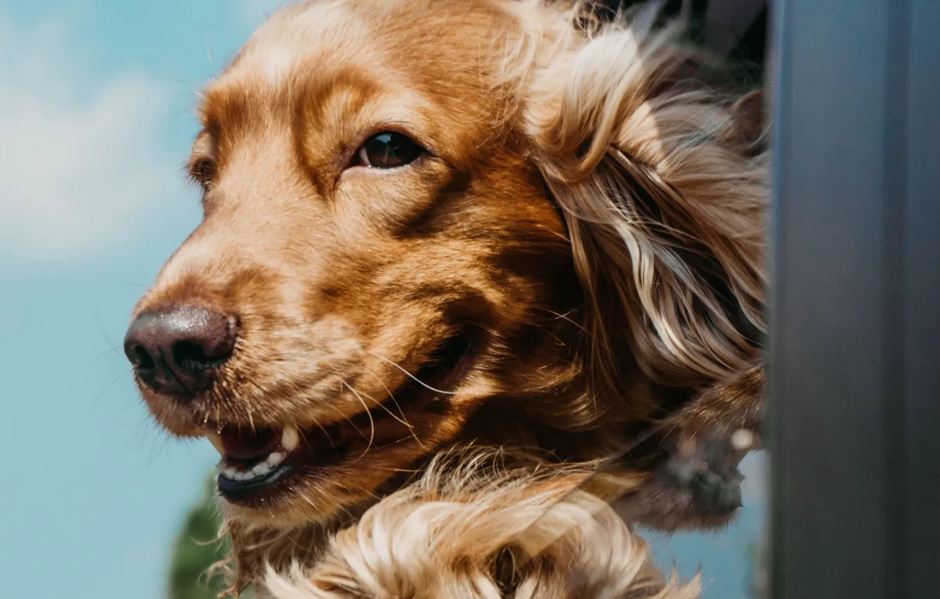 Photo wallpaper joy, dog, Cocker Spaniel