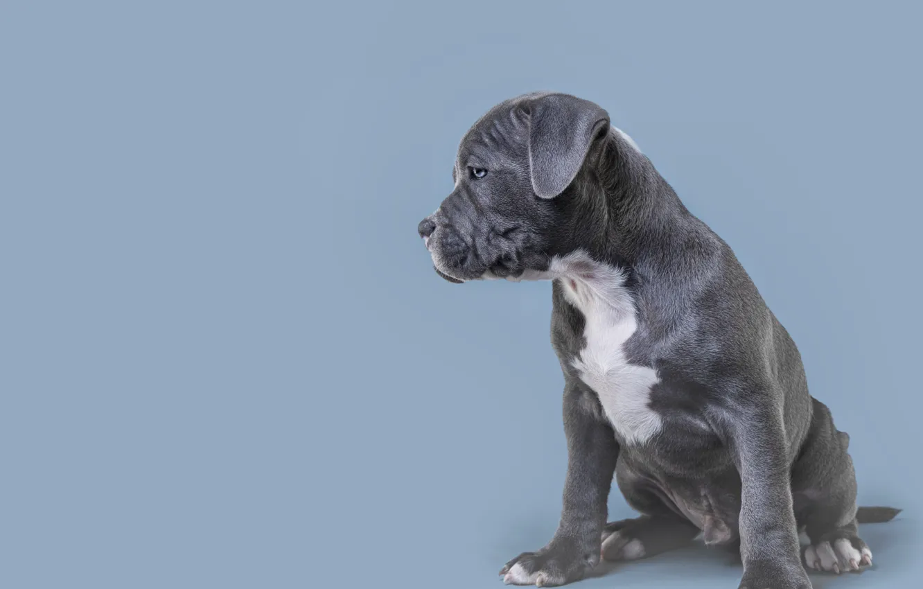 Photo wallpaper American bulldog, dog, look, pose, puppy, grey, background, profile