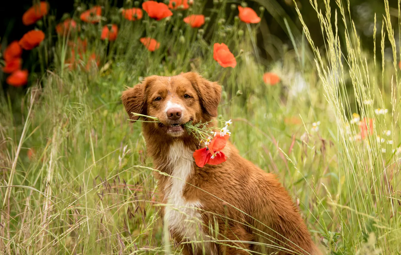 Photo wallpaper field, summer, look, flowers, glade, Maki, portrait, dog