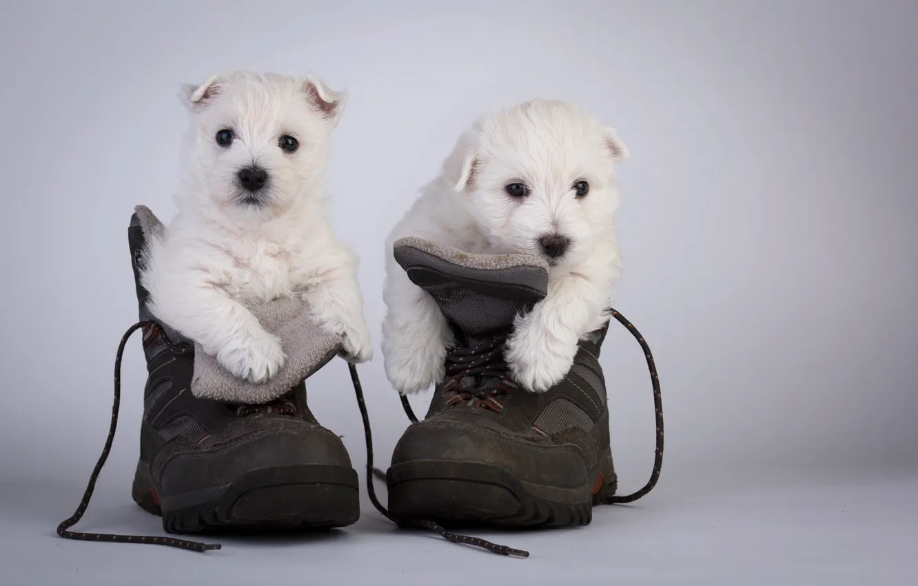 Photo wallpaper dogs, shoes, puppies