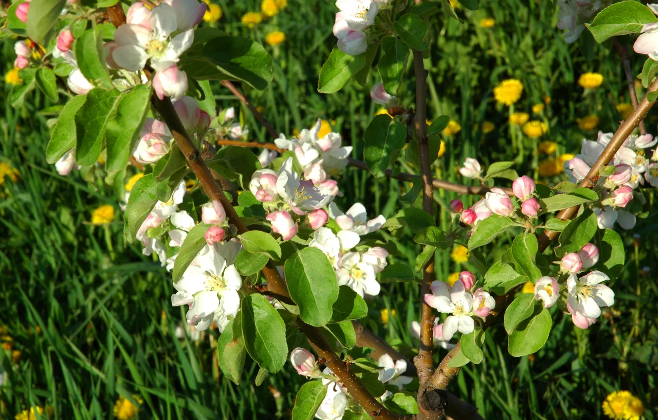 Photo wallpaper macro, dandelion, spring, Apple, flowering, spring, flowering trees