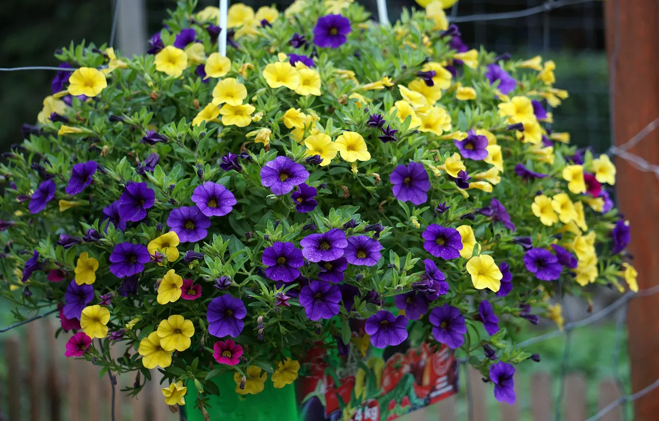 Photo wallpaper flowers, garden, Petunia, pots, calibrachoa