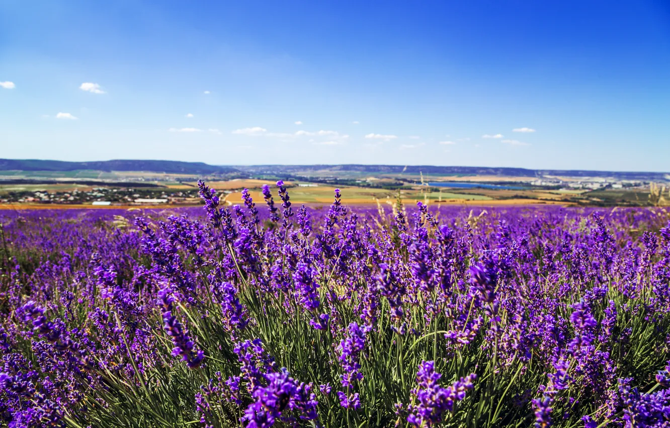 Photo wallpaper field, purple, flowers, nature, lavender