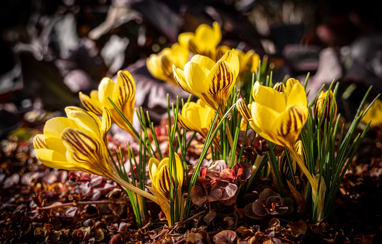 Photo wallpaper light, flowers, yellow, glade, spring, crocuses, striped, bokeh