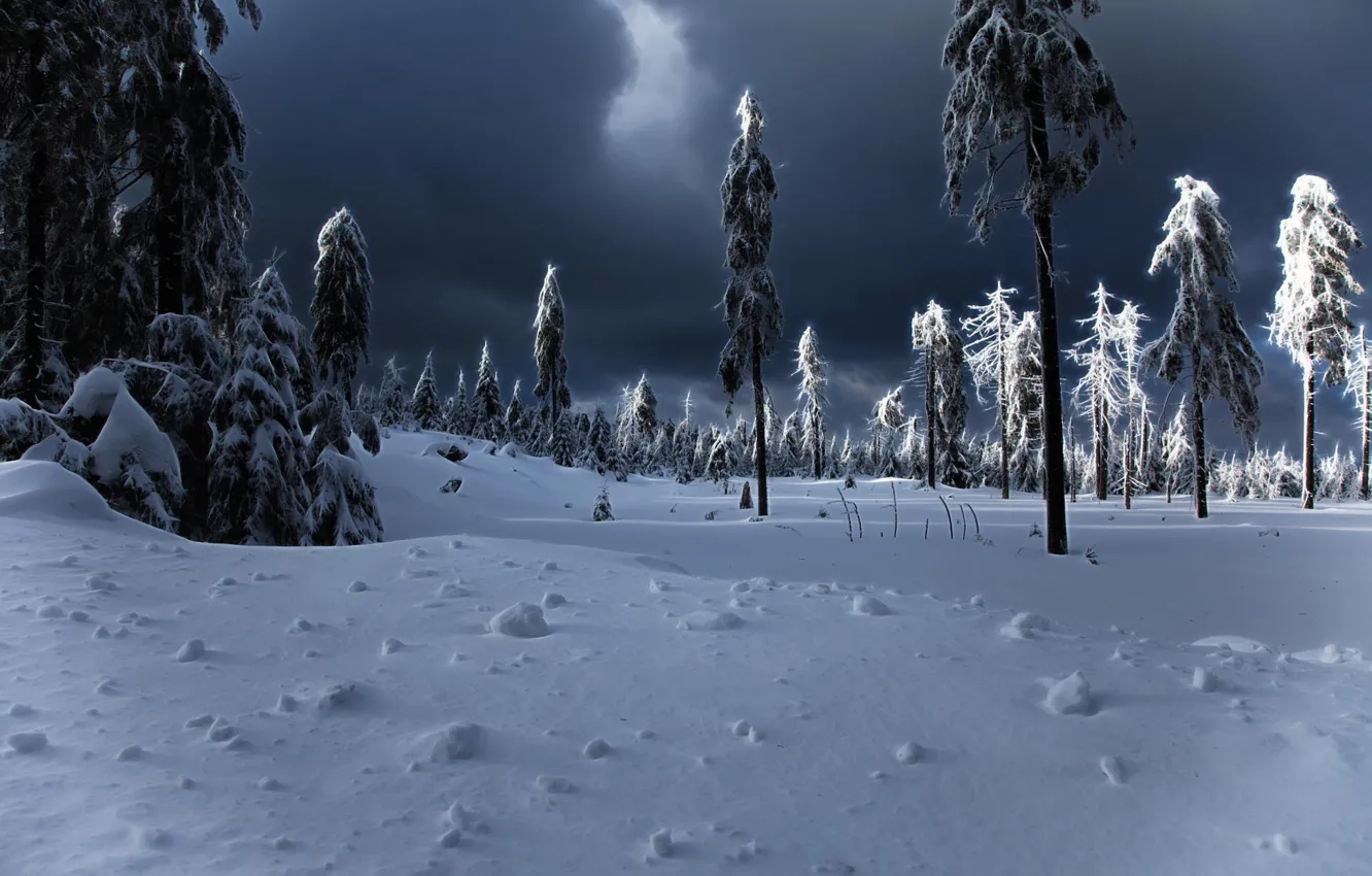 Photo wallpaper winter, snow, tree, the snow, winter apocalypse
