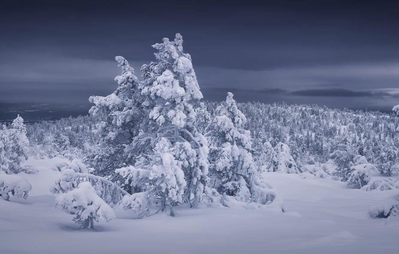 Photo wallpaper winter, forest, snow, trees, the snow, Russia, Murmansk oblast, Kandalaksha