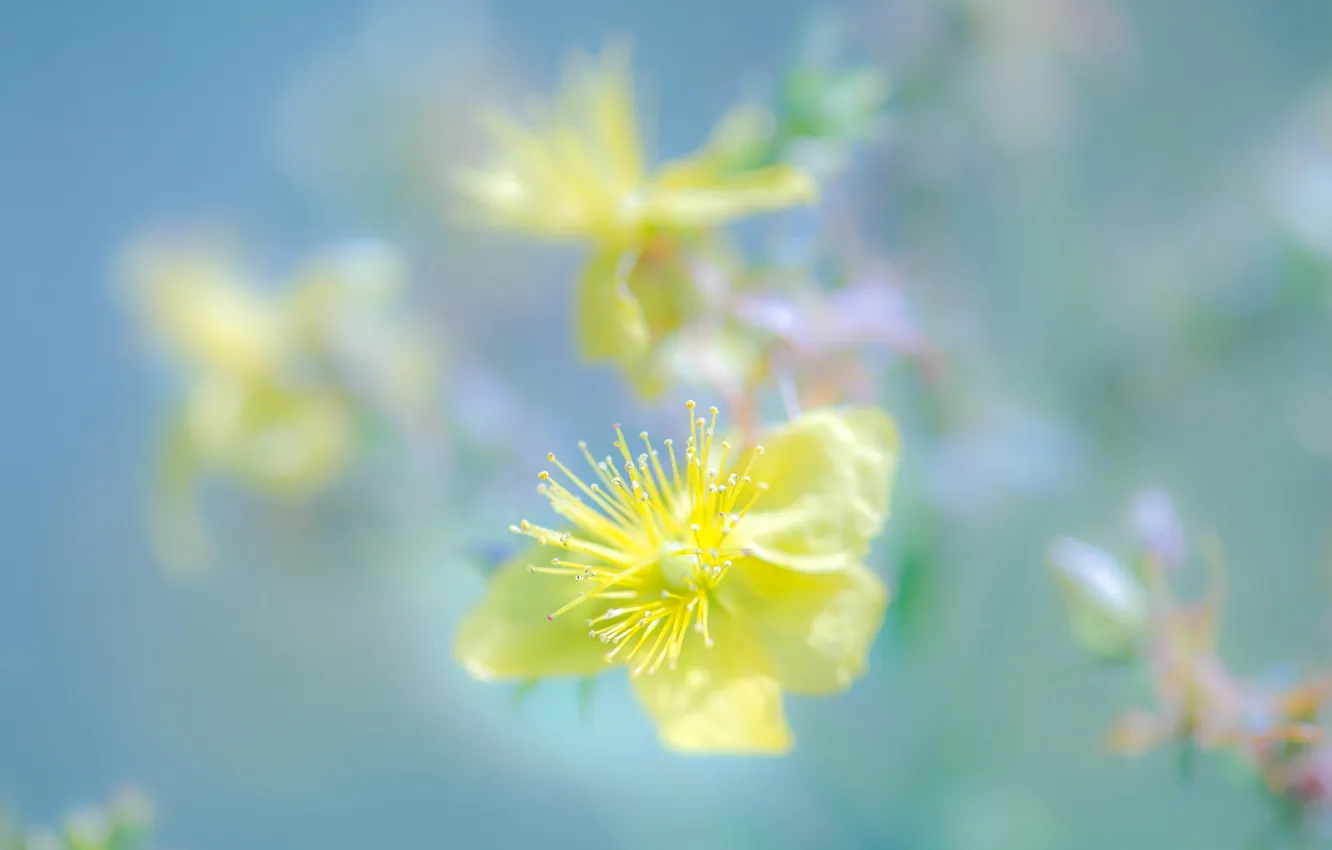 Photo wallpaper flowers, nature, spring, petals