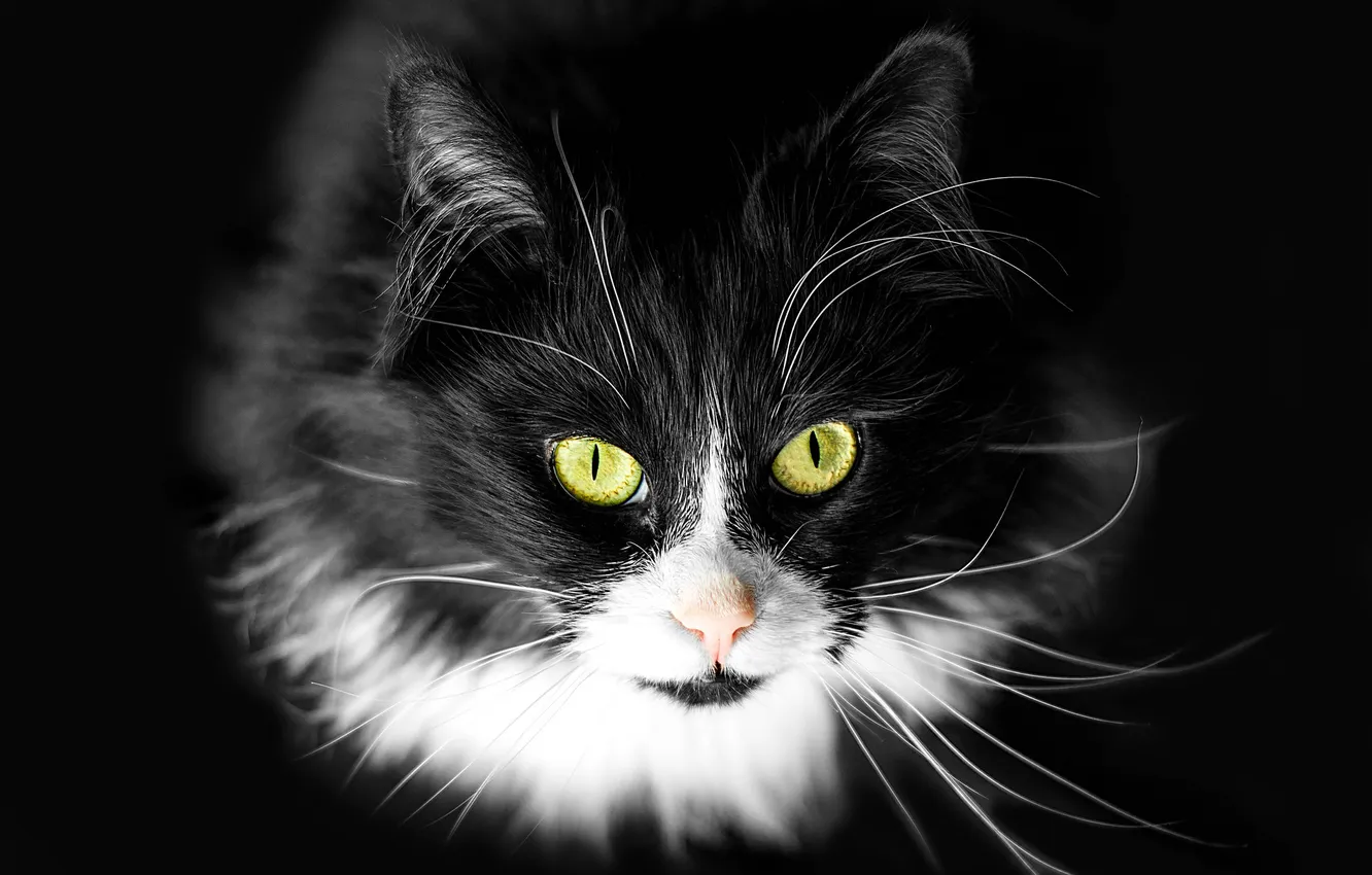 Photo wallpaper cat, cat, mustache, background, Koshak