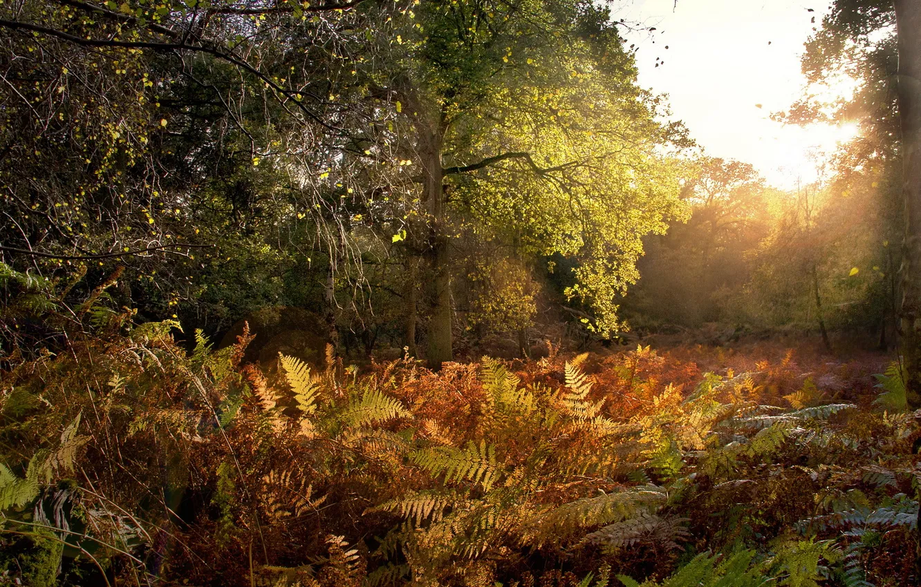 Photo wallpaper autumn, forest, nature