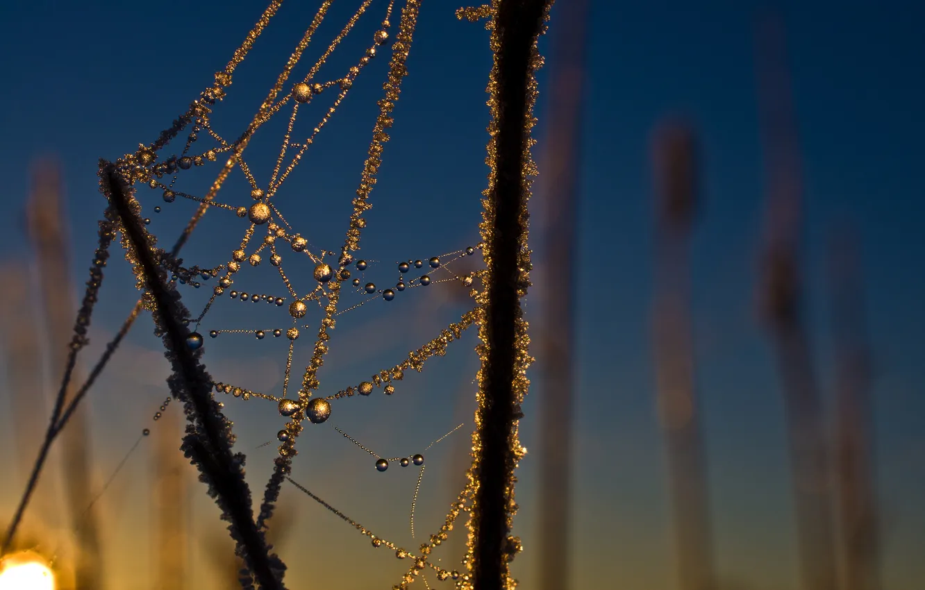 Photo wallpaper grass, drops, macro, Rosa, web