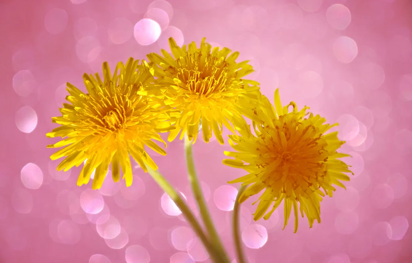 Photo wallpaper glare, dandelion, spring, petals