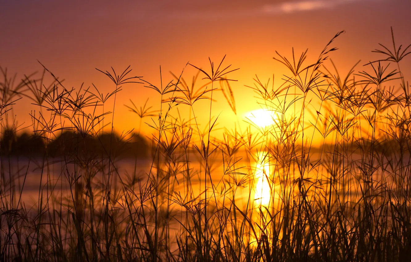 Photo wallpaper grass, sunset, lake