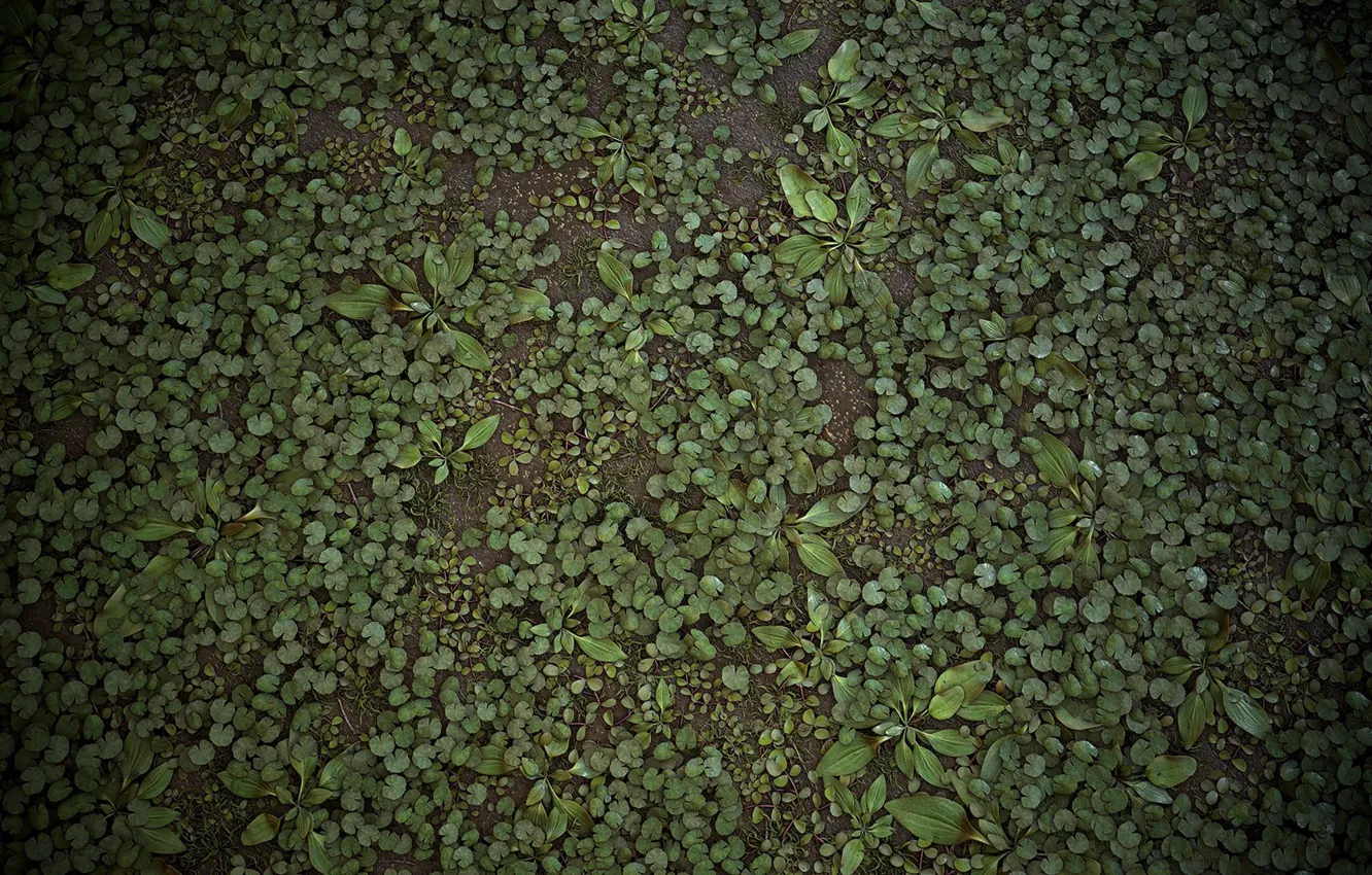 Photo wallpaper grass, texture, art, Forest Ground, Ben Wilson