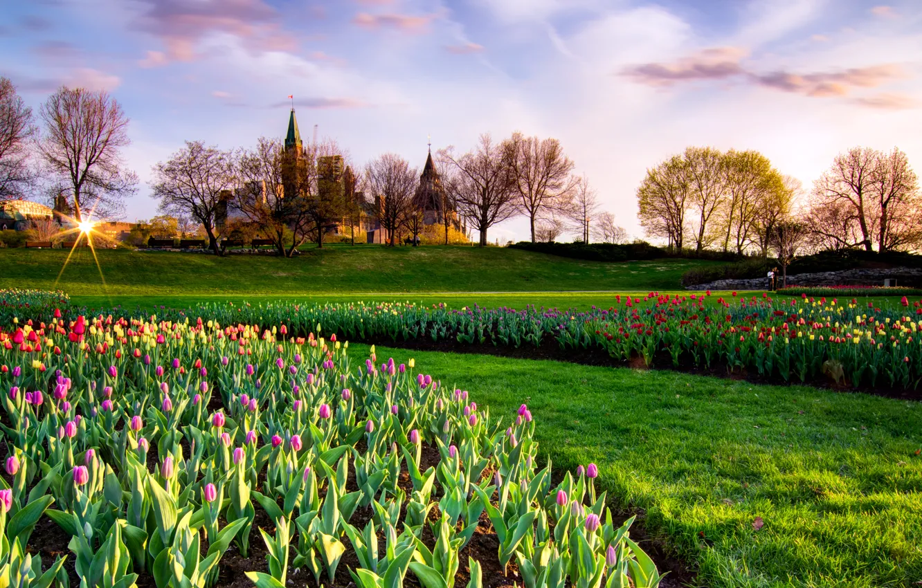Photo wallpaper the sky, the sun, trees, Park, castle, spring, Canada, tulips