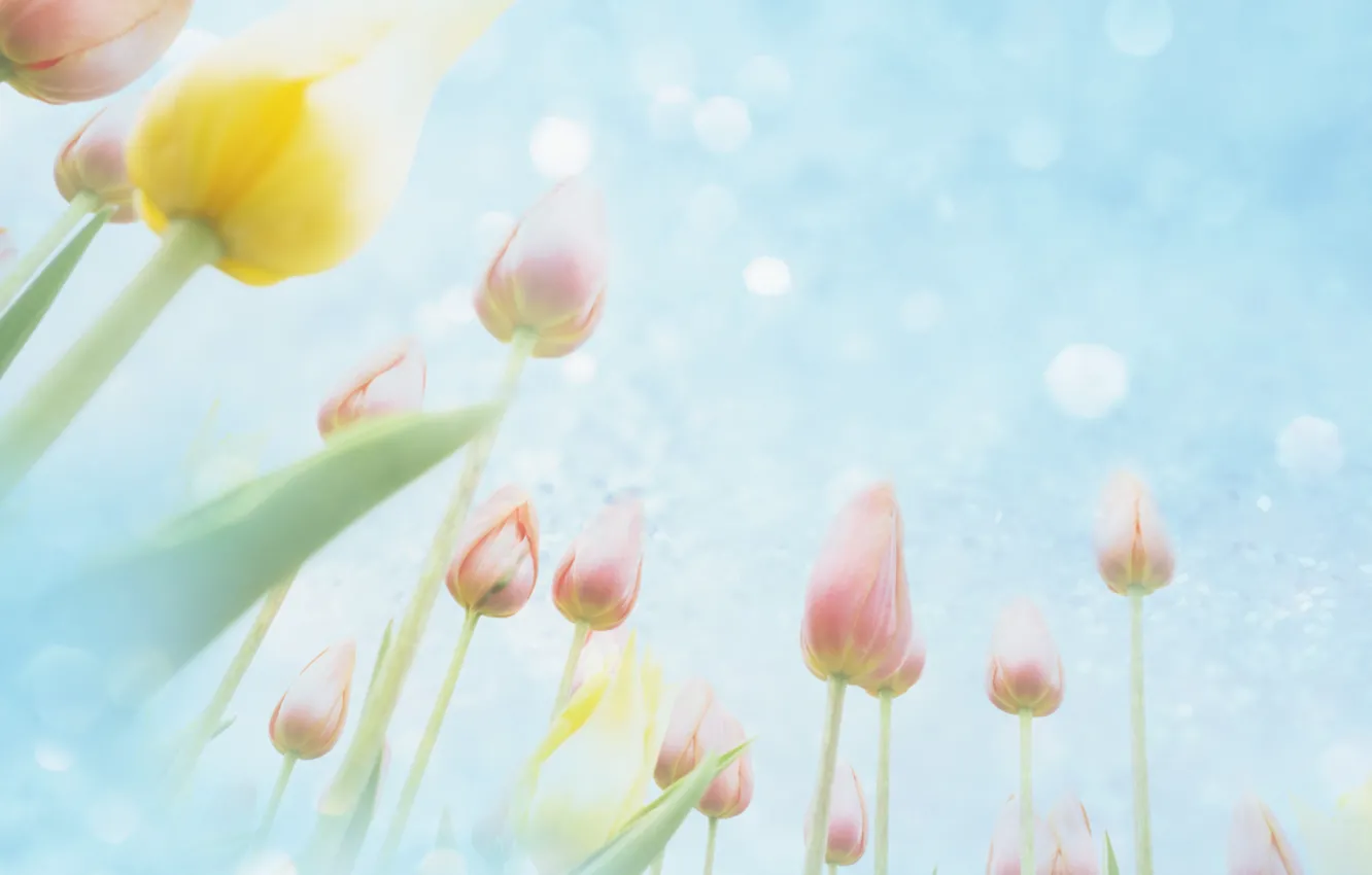 Photo wallpaper the sky, flowers, tulips