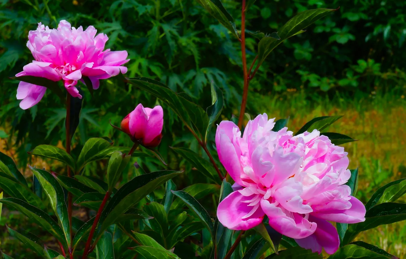 Photo wallpaper flower, garden, blooming