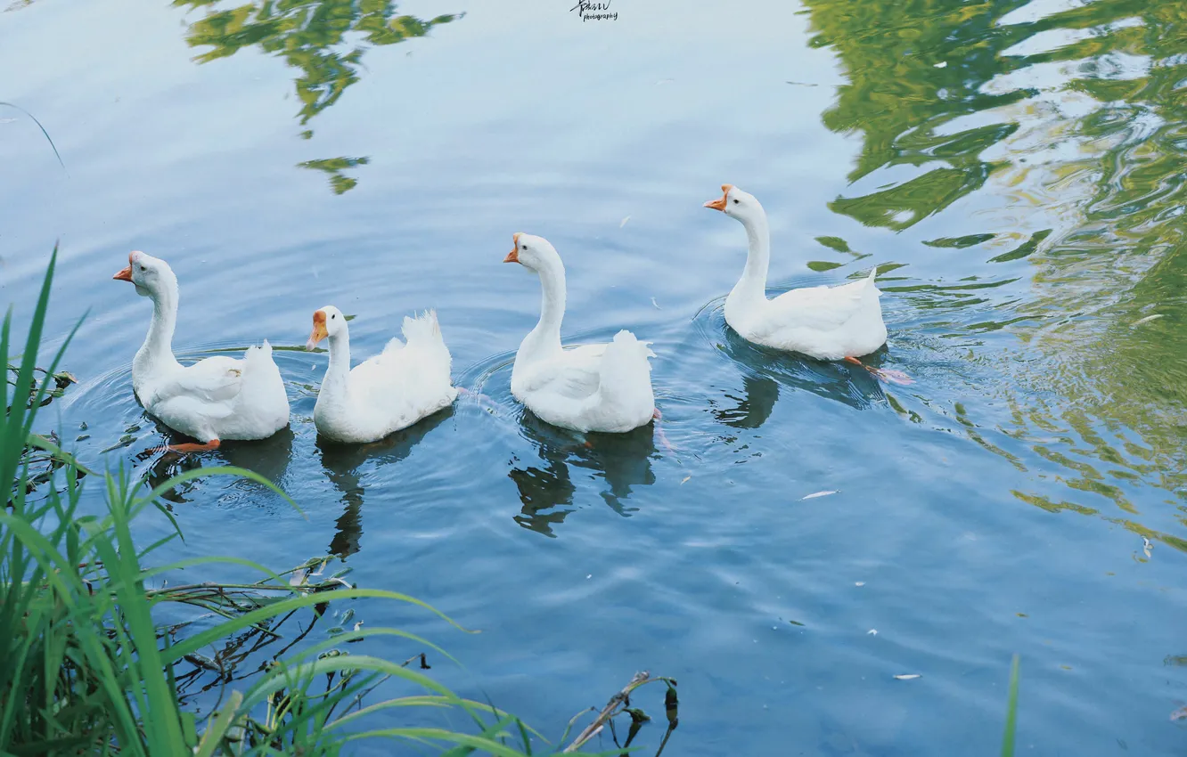 Photo wallpaper lake, floats, geese, Quartet