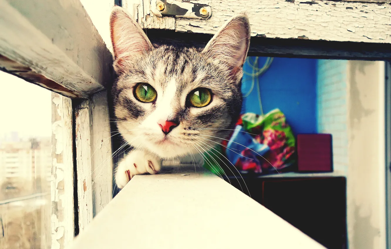 Photo wallpaper eyes, look, frame, Cat, window, muzzle, green