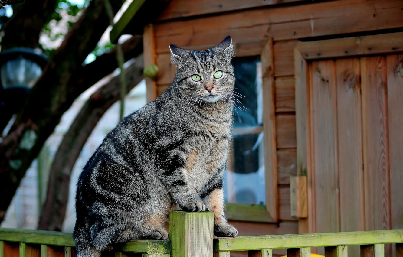Photo wallpaper cat, cat, the fence, Koshak
