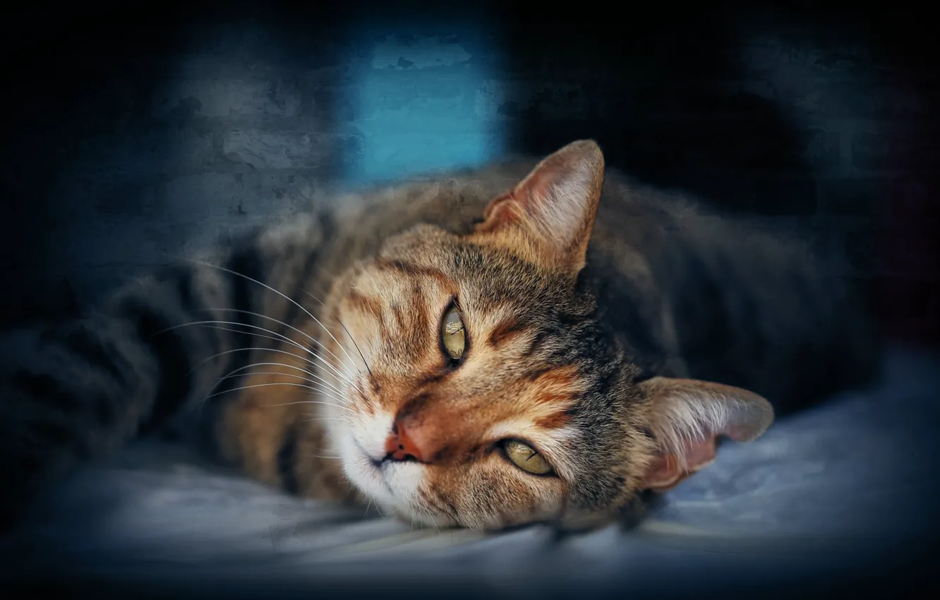 Photo wallpaper cat, cat, portrait, lies