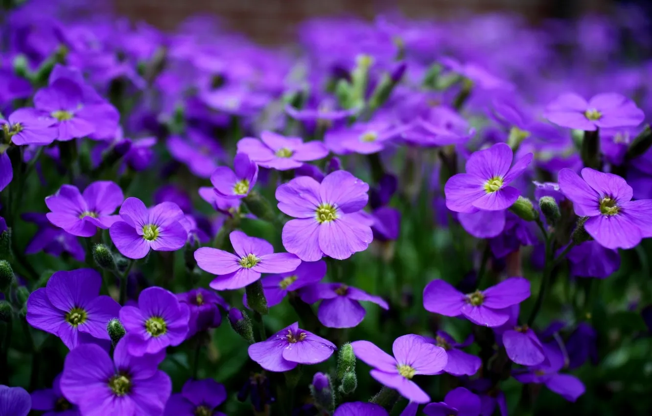 Photo wallpaper flowers, flowerbed, obrieta