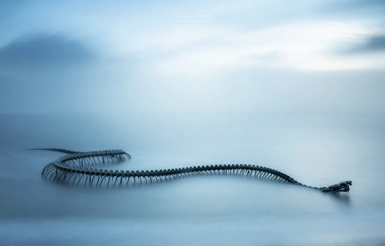 Photo wallpaper sea, landscape, snake, skeleton, sculpture