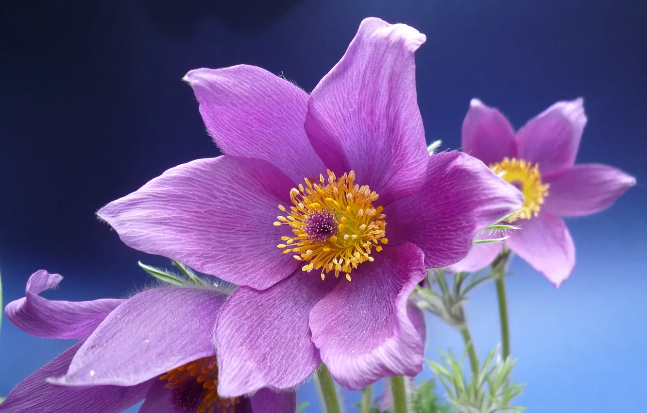 Photo wallpaper macro, sleep-grass, cross, anemone