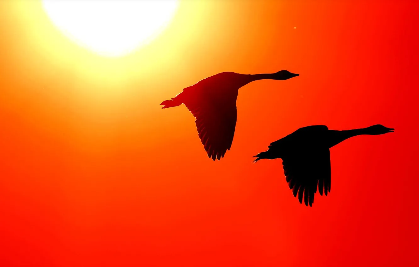 Photo wallpaper the sky, nature, bird