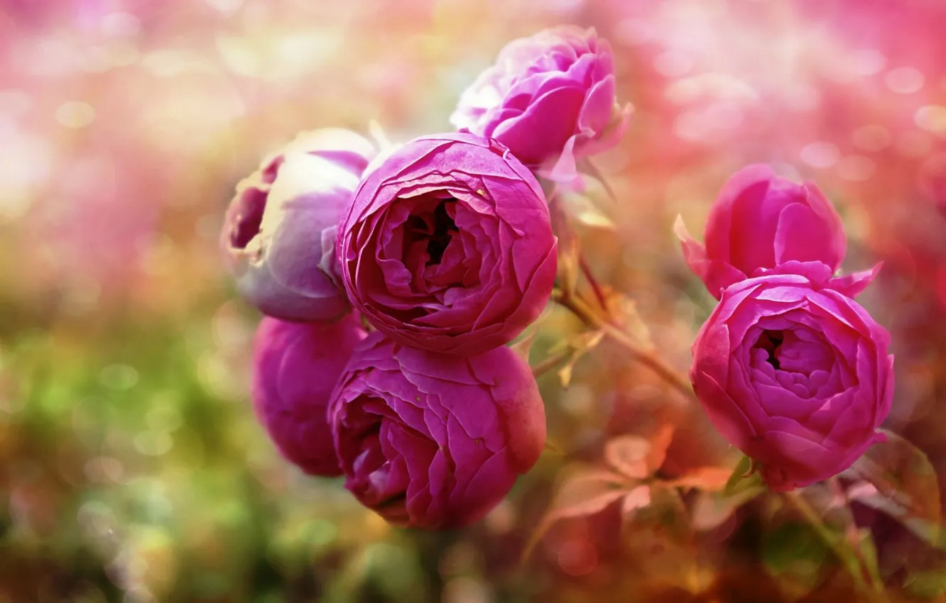 Photo wallpaper blur, bokeh, pink roses, Ranunculus
