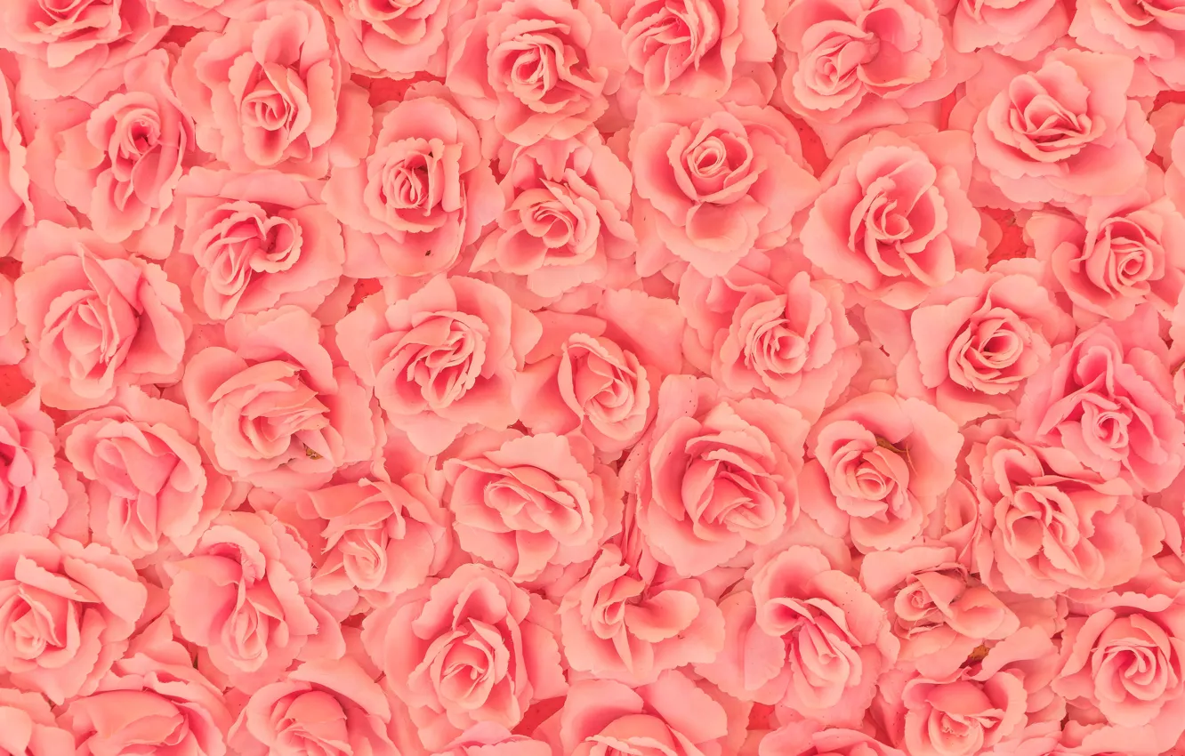 Photo wallpaper roses, pink, buds, rose petals