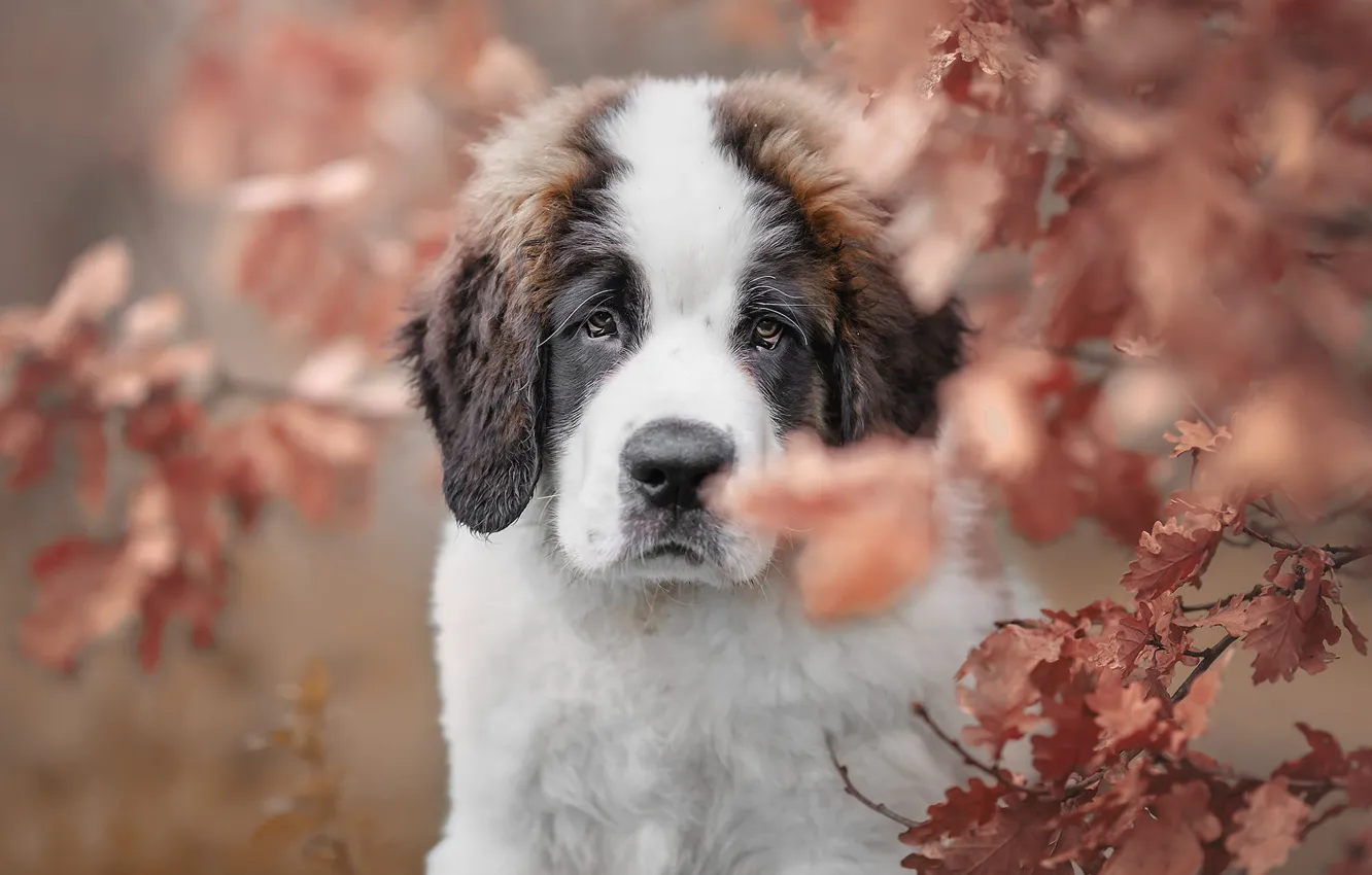 Photo wallpaper autumn, branches, foliage, portrait, dog, St. Bernard, puppy, face