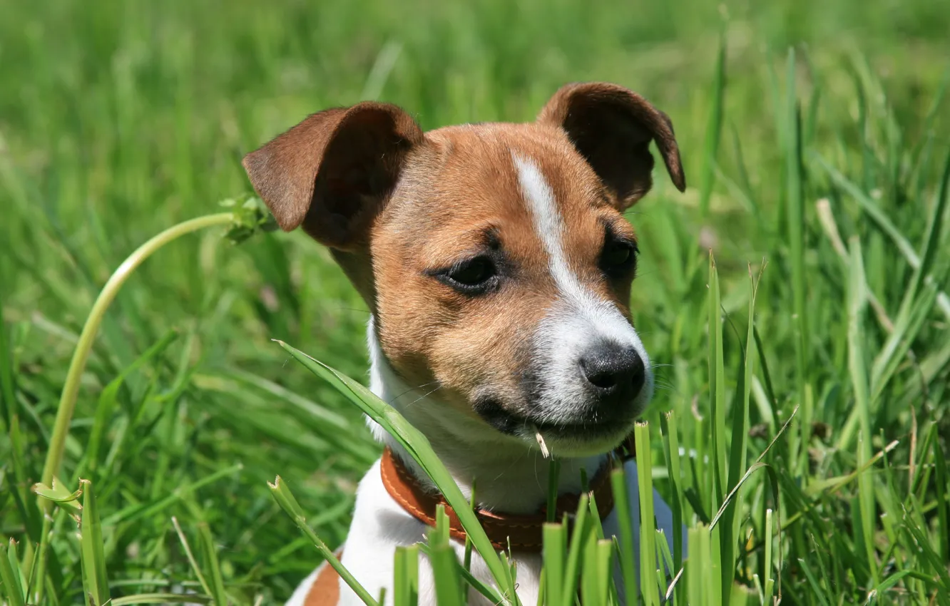 Photo wallpaper dogs, nature, dog, spring, puppy, Jack Russell