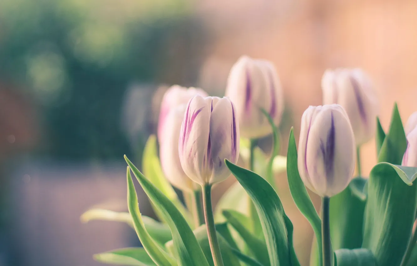Photo wallpaper tulips, buds, bokeh