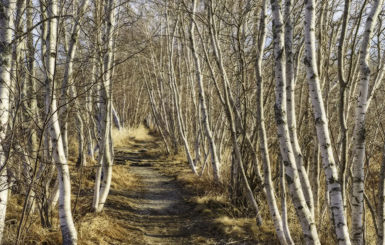 Photo wallpaper forest, trees, trail, birch