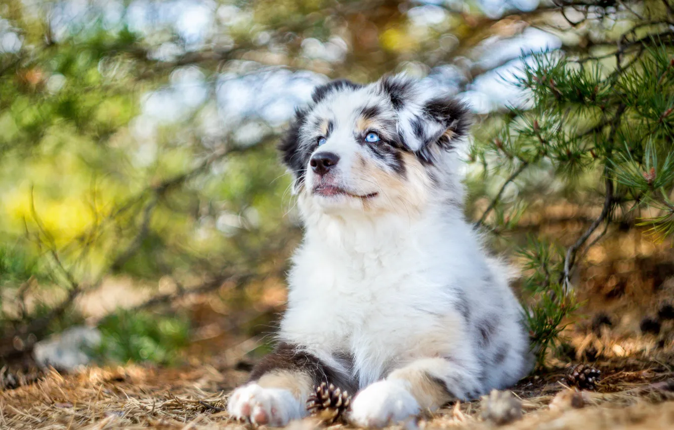 Photo wallpaper dog, puppy, Australian shepherd, Aussie